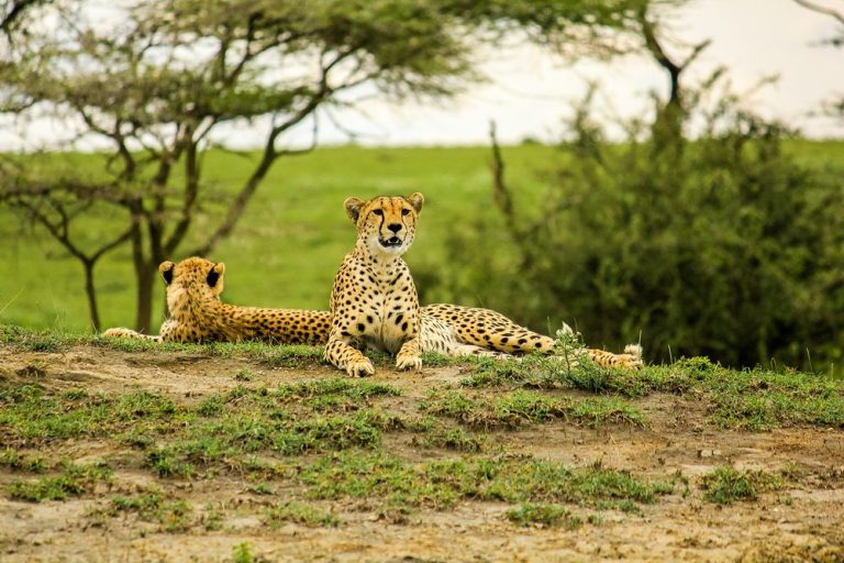 Tarangire National Park cheetahs