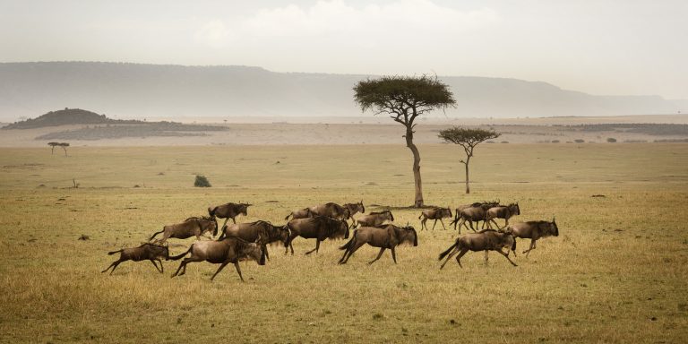 wildebeest-herd-running-serengeti-eliza-deacon-mr